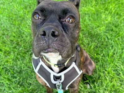 Hello my name is Raider