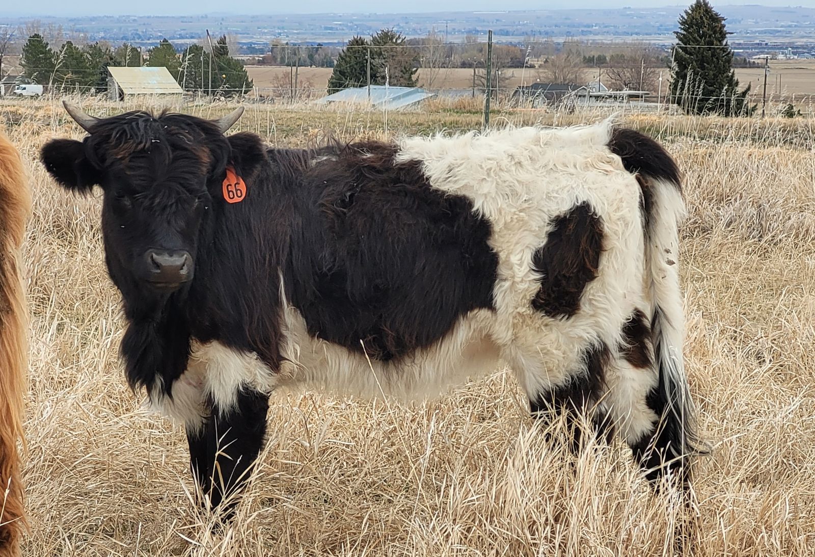 Highland Cross Heifer