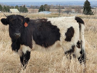 Highland Cross Heifer