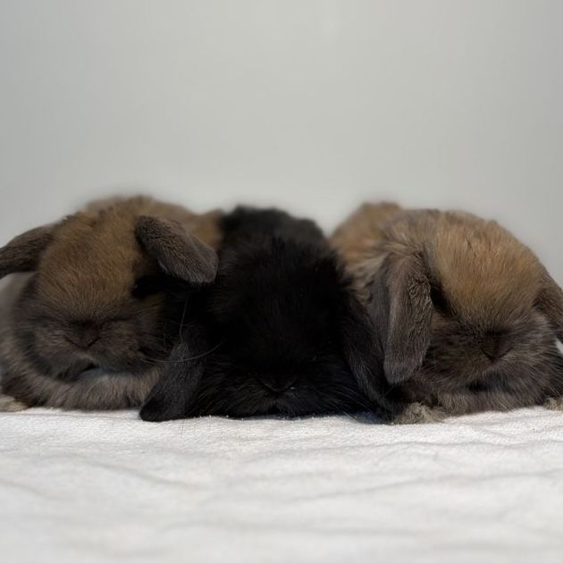 Holland Lop Bucks
