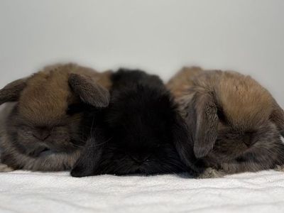 Holland Lop Bucks