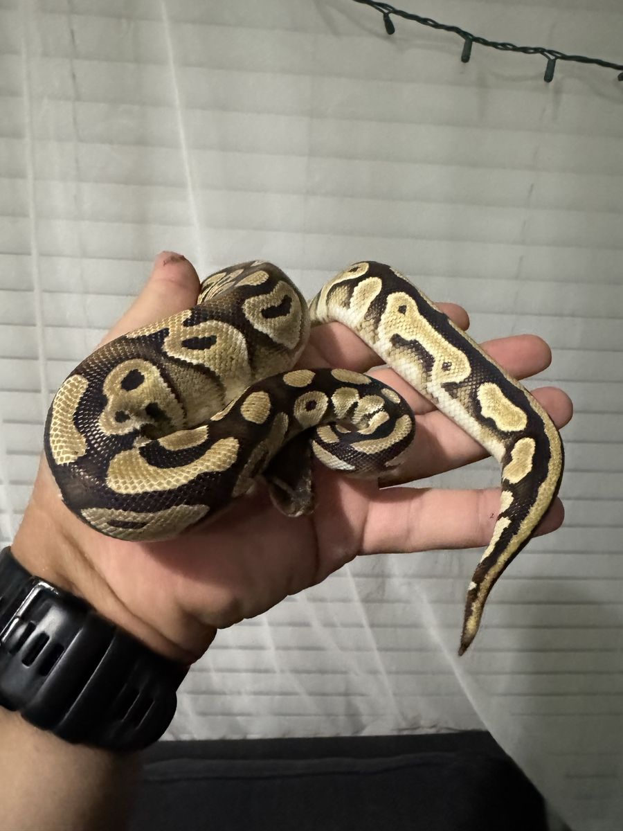 FREE. Ball Python