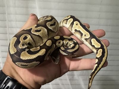 FREE. Ball Python