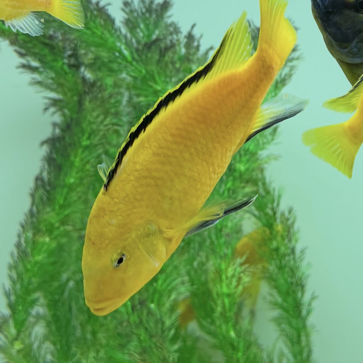 Cichlid Fish