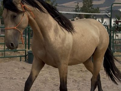 Horse Quarter horses and Andalusians papered, champion bloodlines.