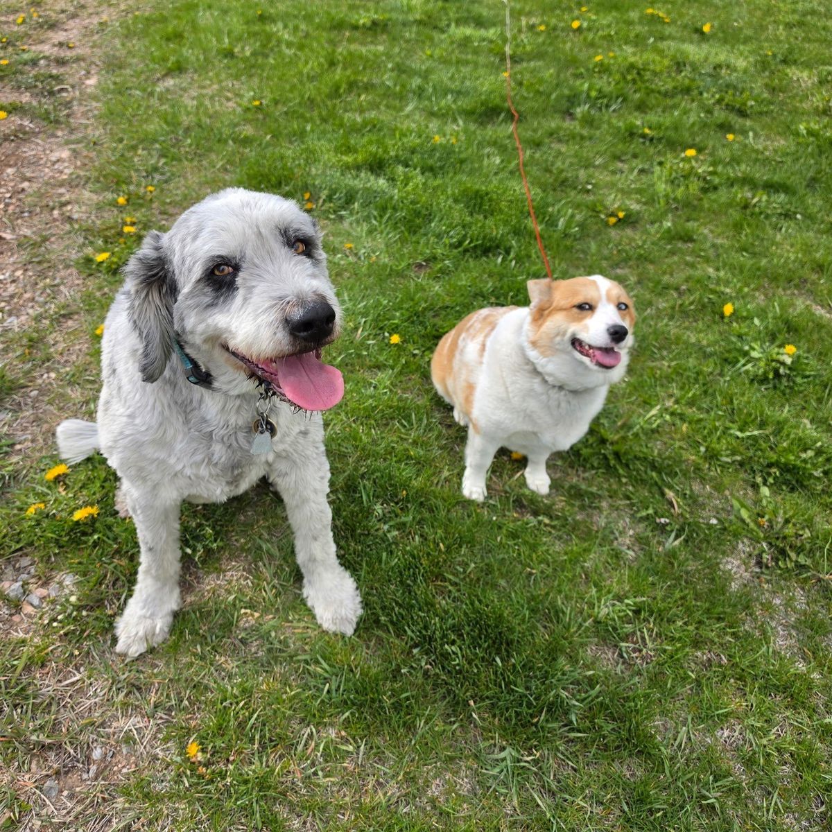 Mixed breeds