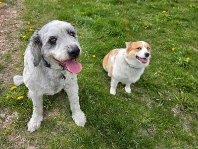 Mixed breeds