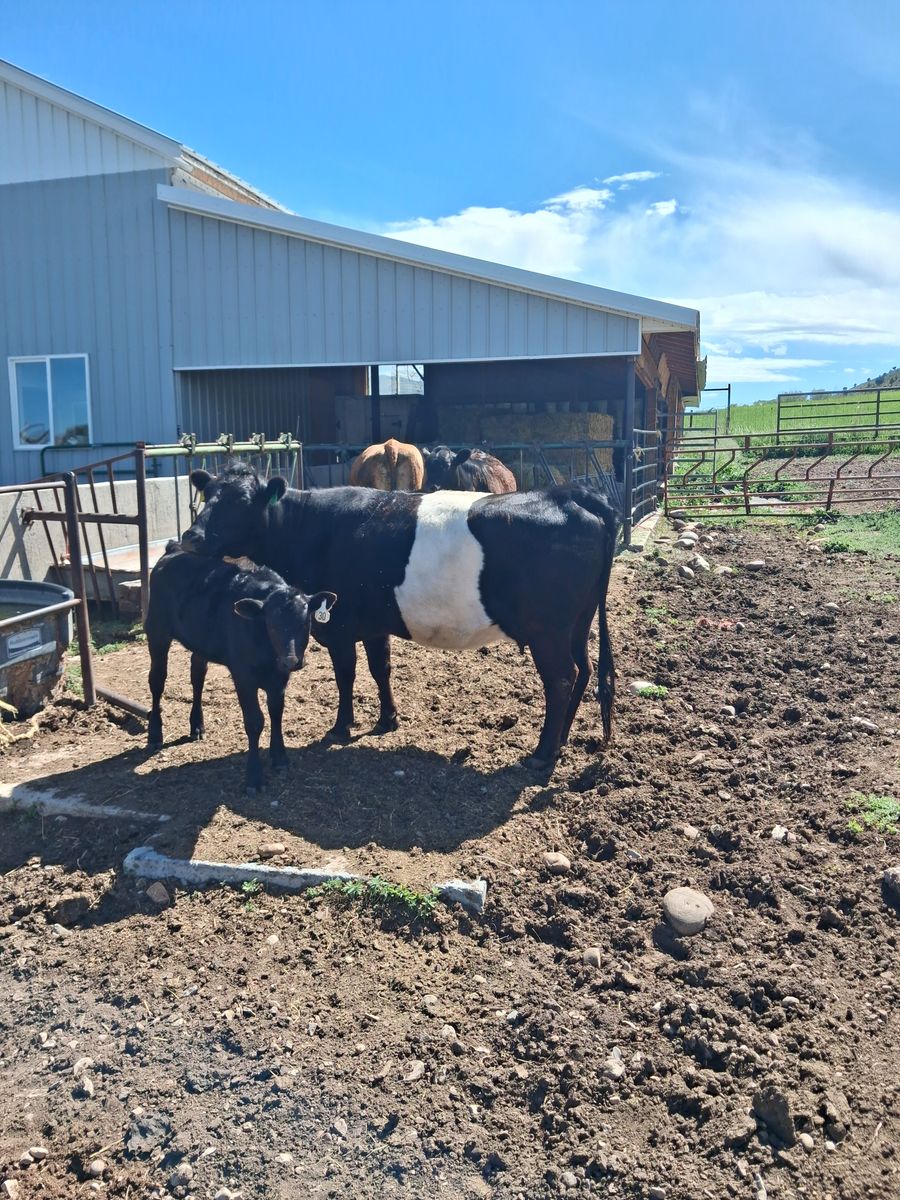 Galloway/Wagyu Cows with calves