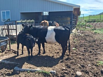 Galloway/Wagyu Cows with calves