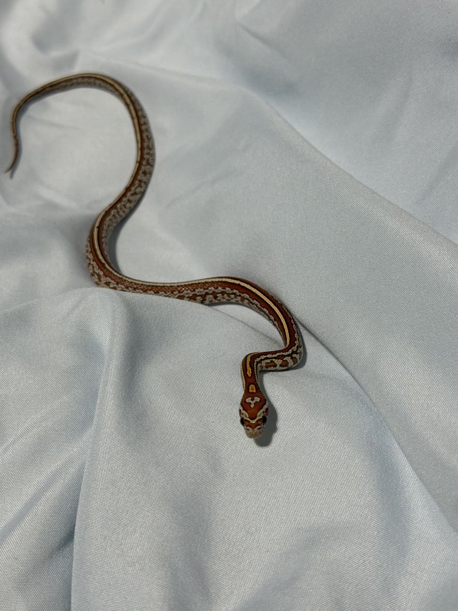Tessera Okeetee Het Amel Corn Snake 