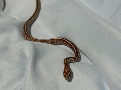 Tessera Okeetee Het Amel Corn Snake