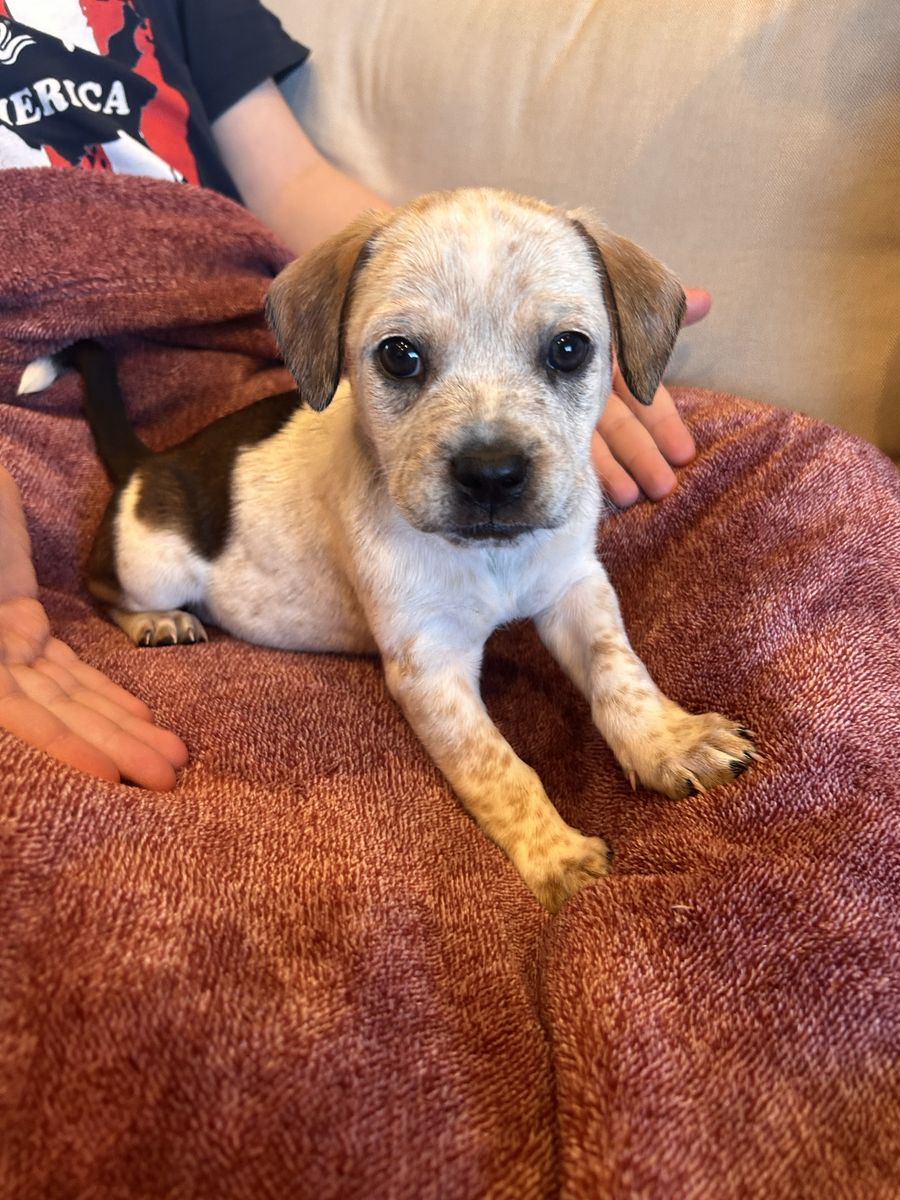Frenchie/ Heeler/ Lab French Bulldog Mix Puppies