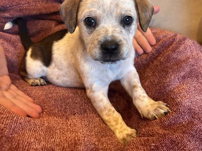 Frenchie/ Heeler/ Lab French Bulldog Mix Puppies
