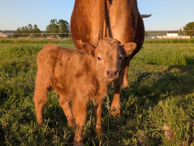 Gorgeous Mini HighDex Bull Calf!!