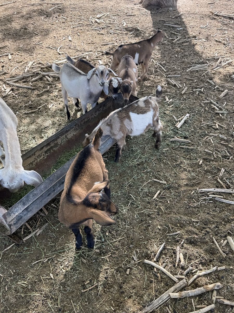 7 two/three month old wethers