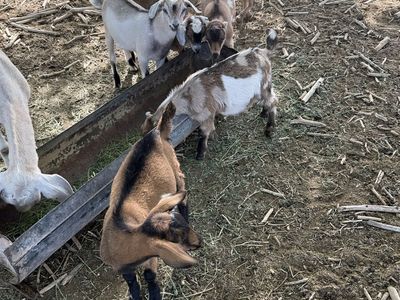 7 two/three month old wethers