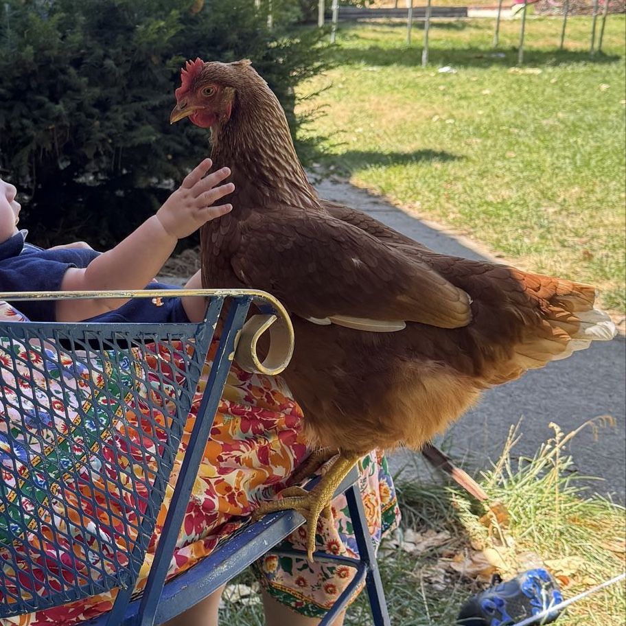 Laying Hens (20+available)