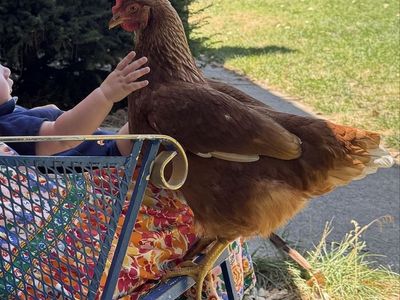Laying Hens (20+available)