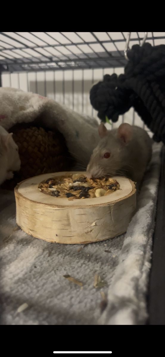 Female Pet Rat - Gray/White, Red Eyes, Female, Rodent