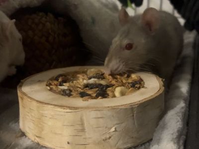 Female Pet Rat - Gray/White, Red Eyes, Female, Rodent