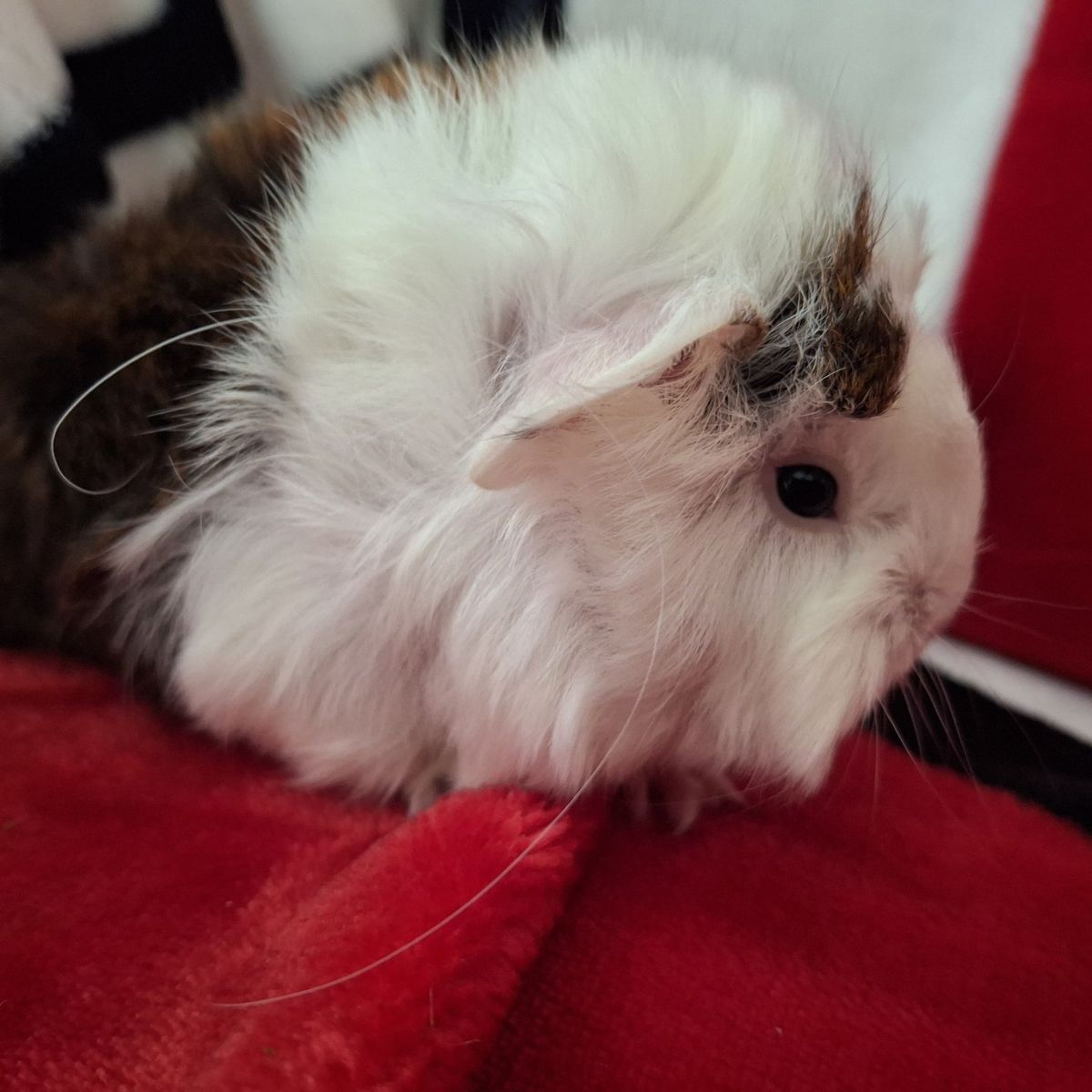 Baby Guinea Pig: Jasper