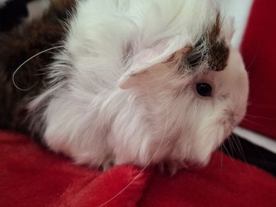 Baby Guinea Pig: Jasper