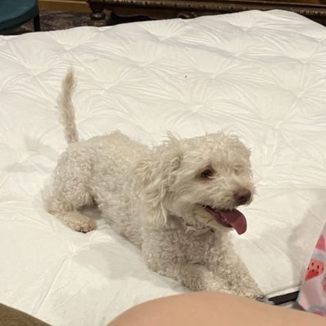 2 year old mini schnoodle