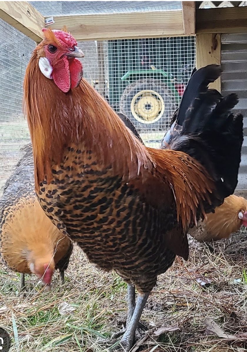 Rare Deathlayer Chicks.  Golden Or Silver.