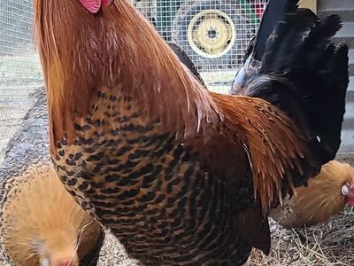 Rare Deathlayer Chicks. Golden Or Silver.