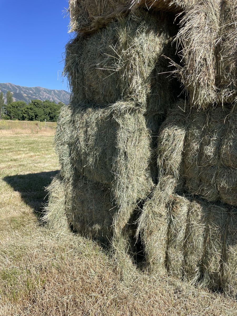 Grass Hay