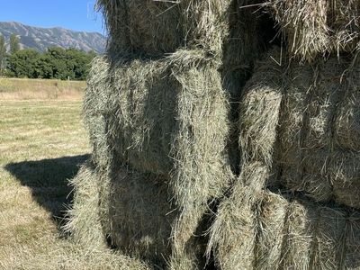 Grass Hay