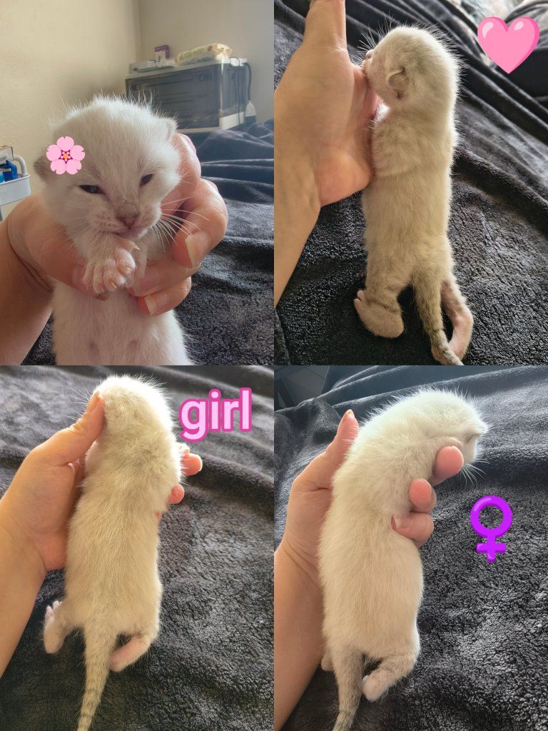 marble Bengal kittens for sale please read ad