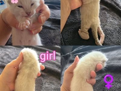 marble Bengal kittens for sale please read ad