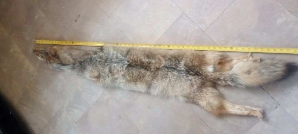 COYOTE TANNED HIDE