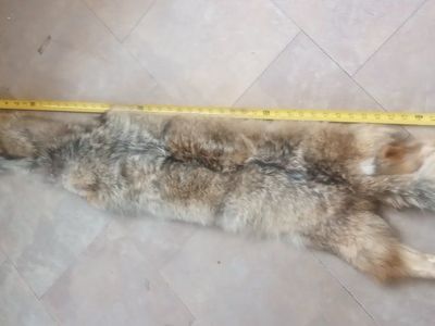 COYOTE TANNED HIDE