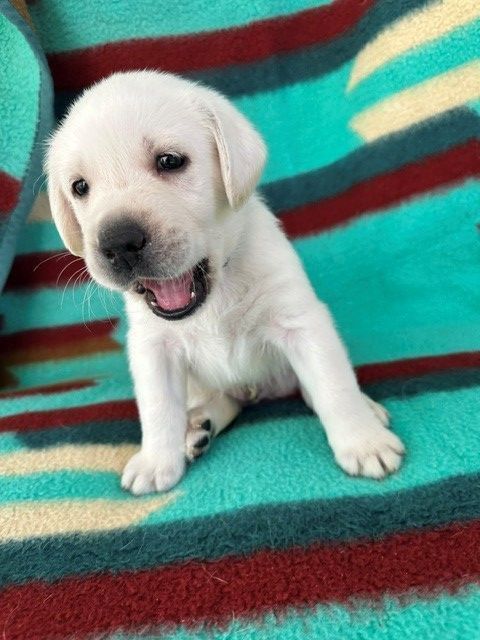 Labrador Retriever Puppies (Cream/White)