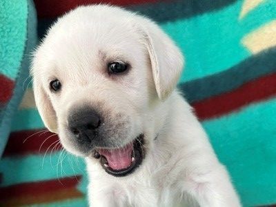 Labrador Retriever Puppies (Cream/White)