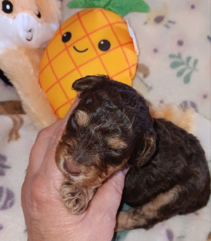 Miniature Schnauzer female # 1