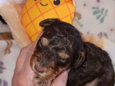 Miniature Schnauzer female # 1