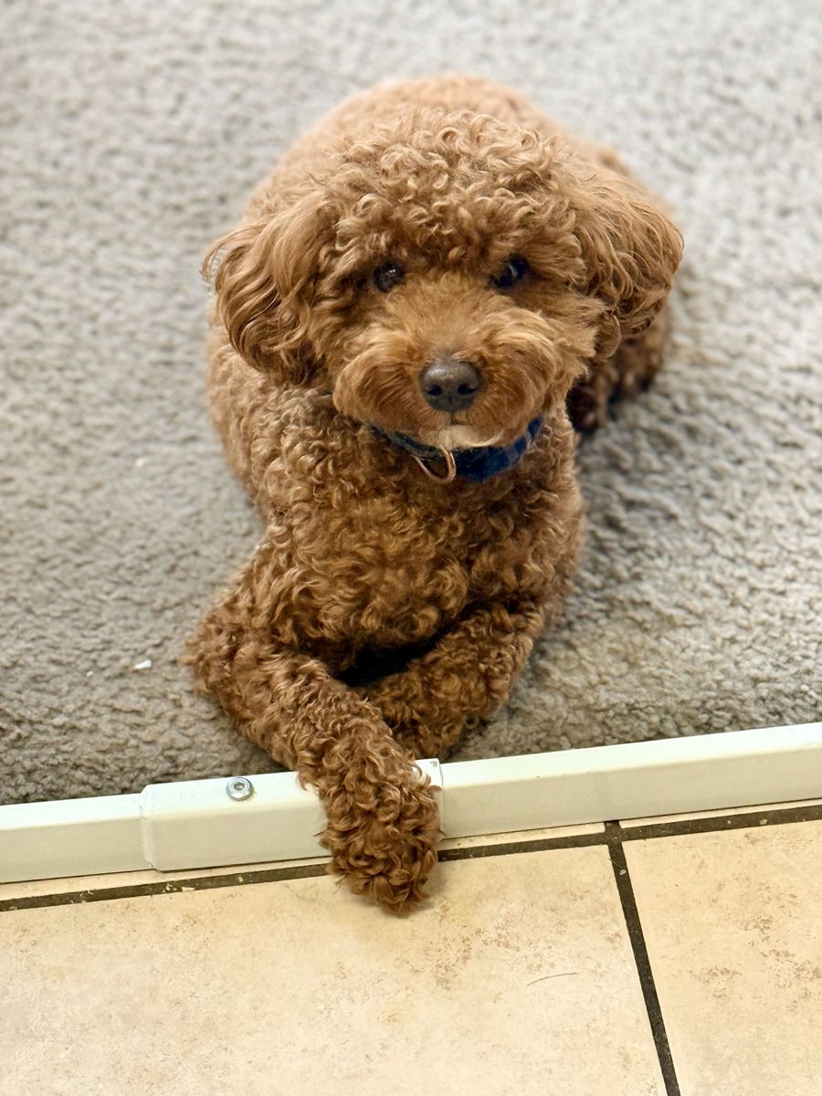 100% Clear 10 Pound AKC Mini Poodle Stud