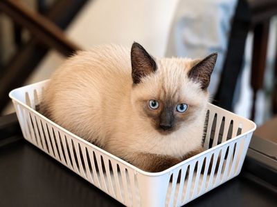 Adorable Male Siamese Kitten