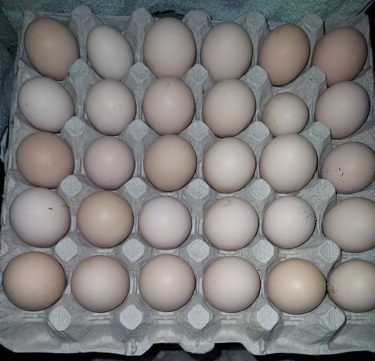 (B)lue (B)lack (S)plash English Orpington Hatching Eggs