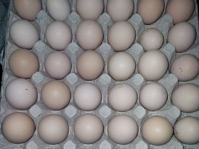(B)lue (B)lack (S)plash English Orpington Hatching Eggs
