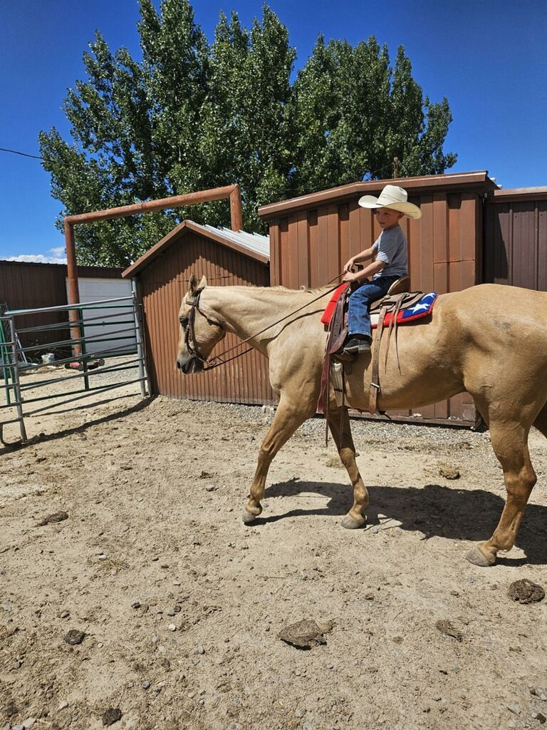 Older Ranch Gelding