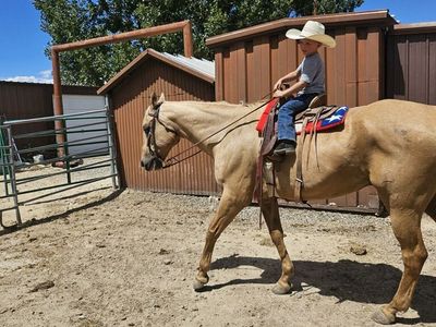 Older Ranch Gelding