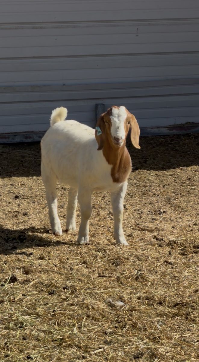 Solid Functional Foundational Buck Kid