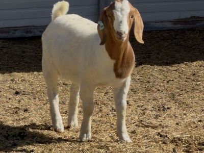 Solid Functional Foundational Buck Kid