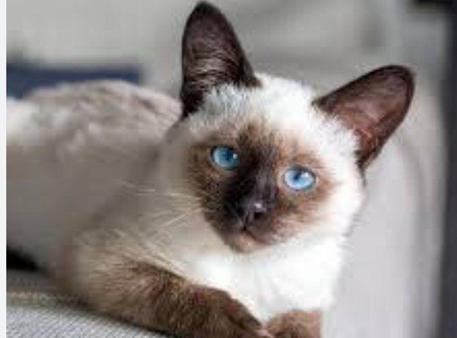 in search of a Siamese cat