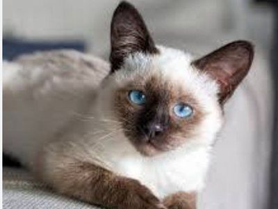 in search of a Siamese cat