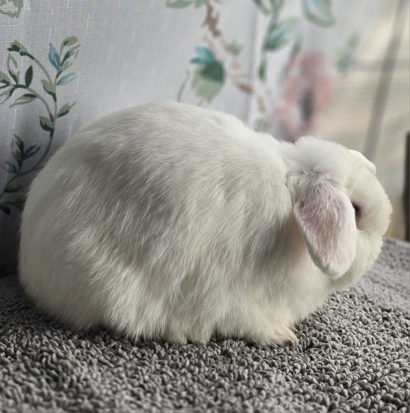 Bew Holland Lop Doe